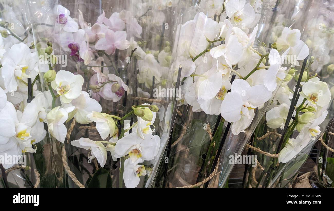 orchids white flowers in packaging plastic on sale in store Stock Photo