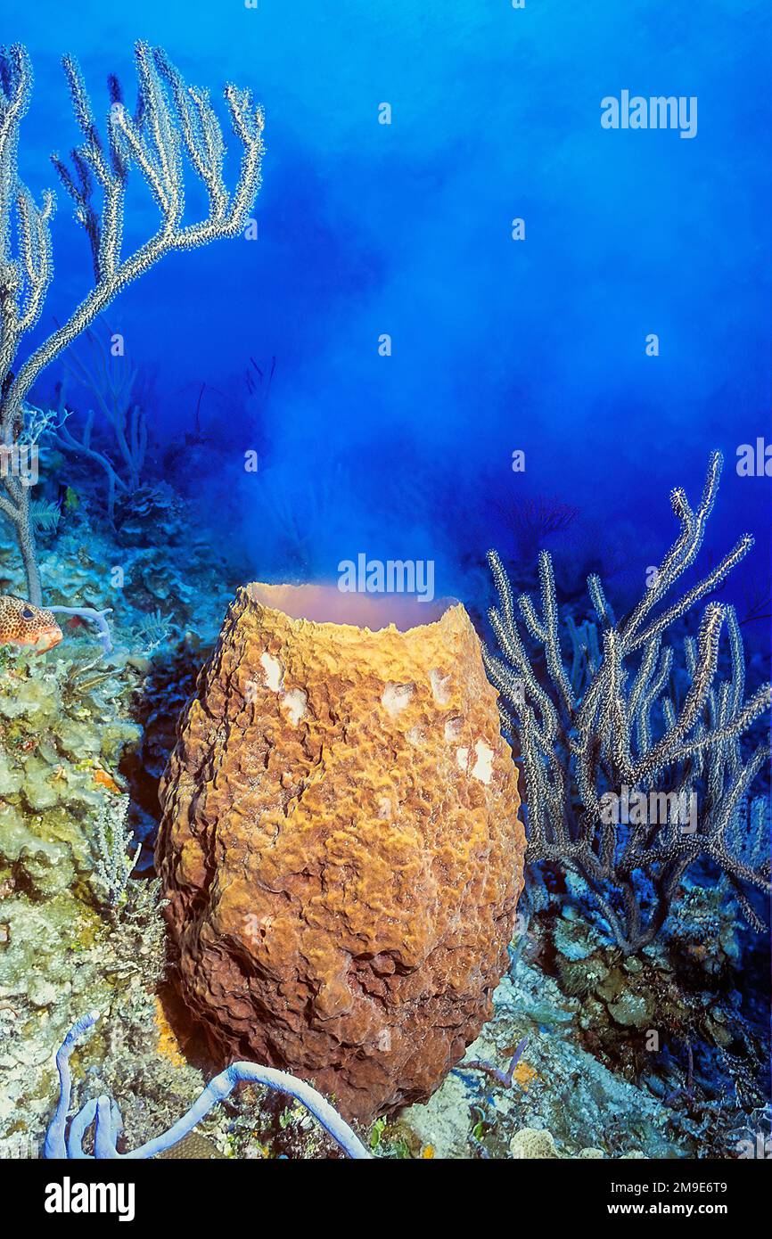 Barrel sponge (Xestospongia testudinaria) ejects eggs, spawning, Pacific Ocean, Great Barrier Reef, Cairns, Australia Stock Photo