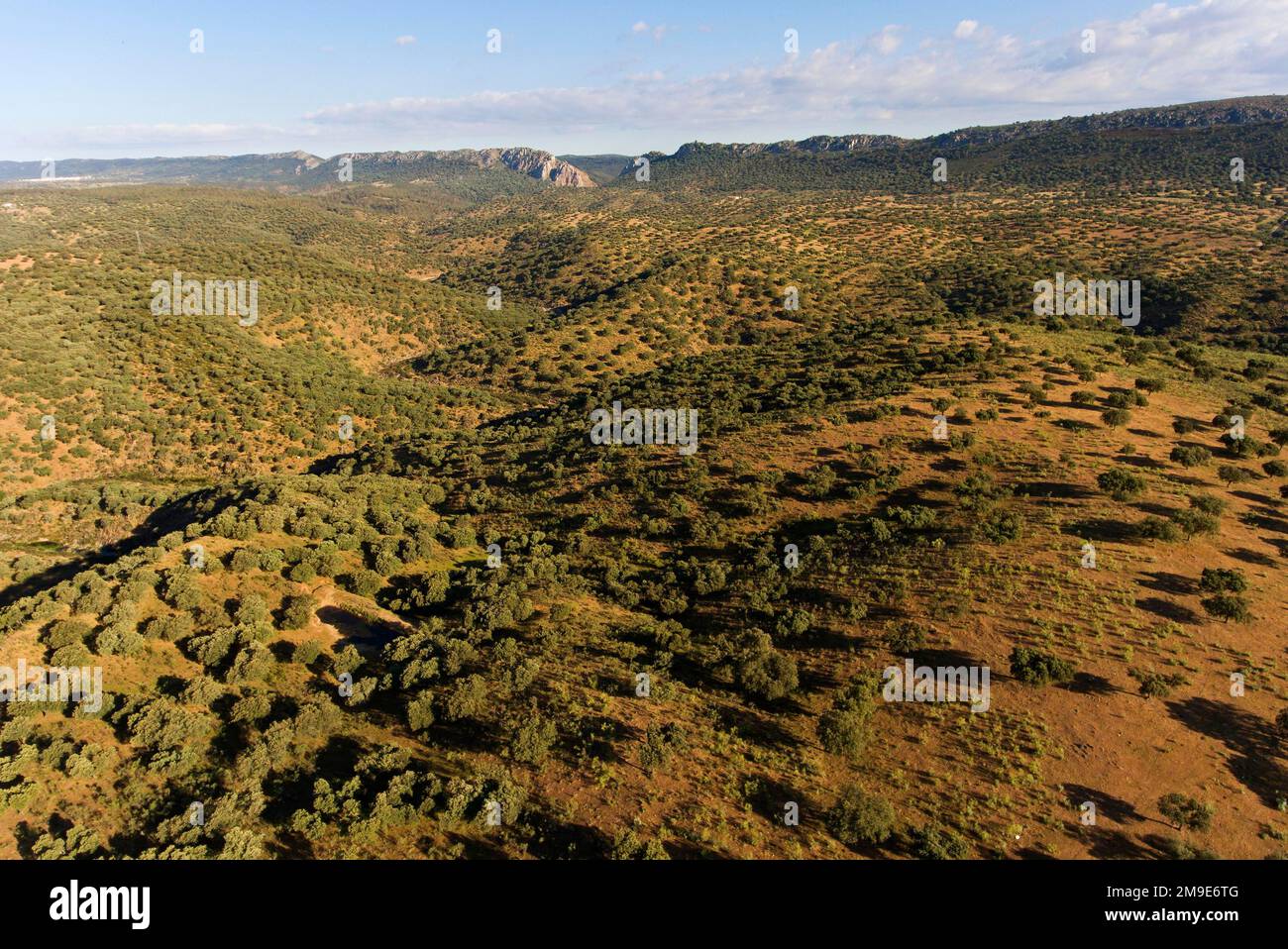 Dehesa, holm oak forest, aerial view, Monfraguee National Park, Extremadura, Spain Stock Photo