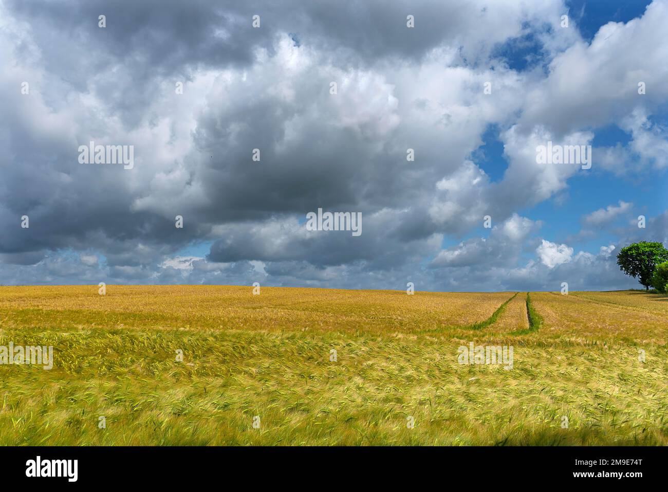 Rain clouds (Nimbostratus) over a barleys (Hordeum vulgare), Rhena