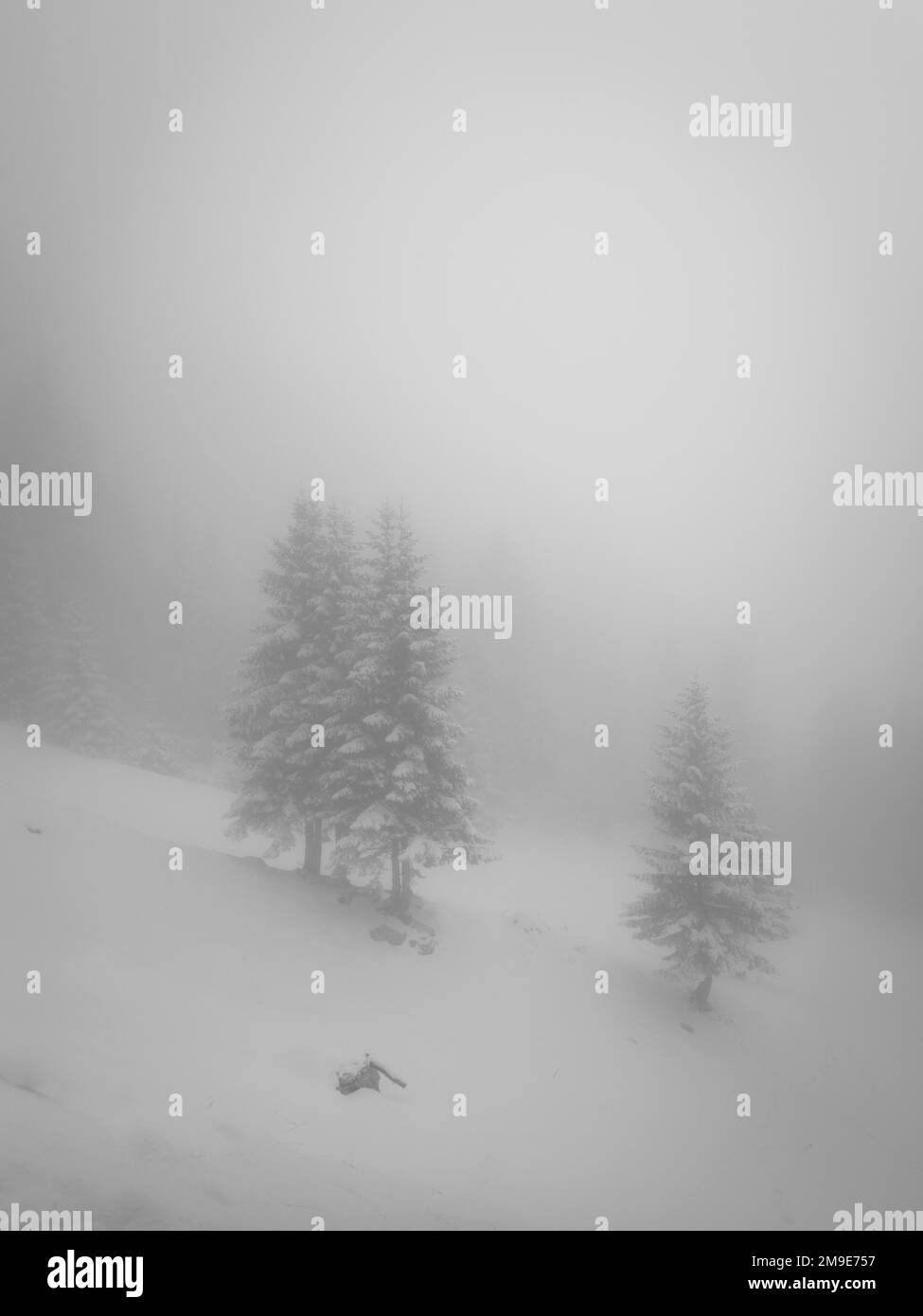 Mountain Slope In Fog And Cloud Cover With Fir And Snow In Winter