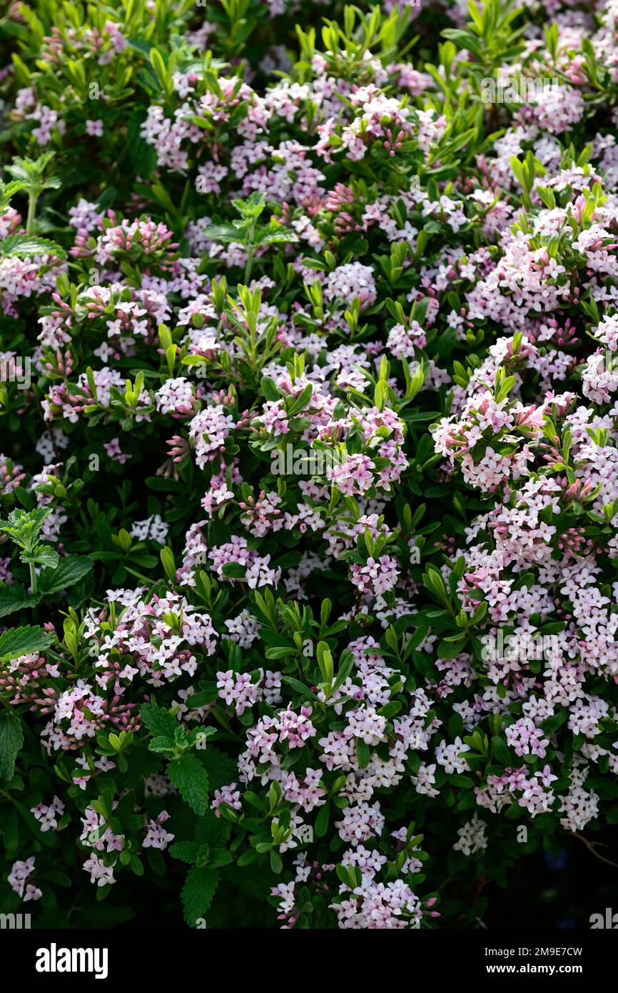 Daphne x burkwoodii Lavenirii,white pink flowers,scented flowers,spring,summer flowering shrub,scent,scented,fragrant,perfume,perfumed,smell,blossom,s Stock Photo