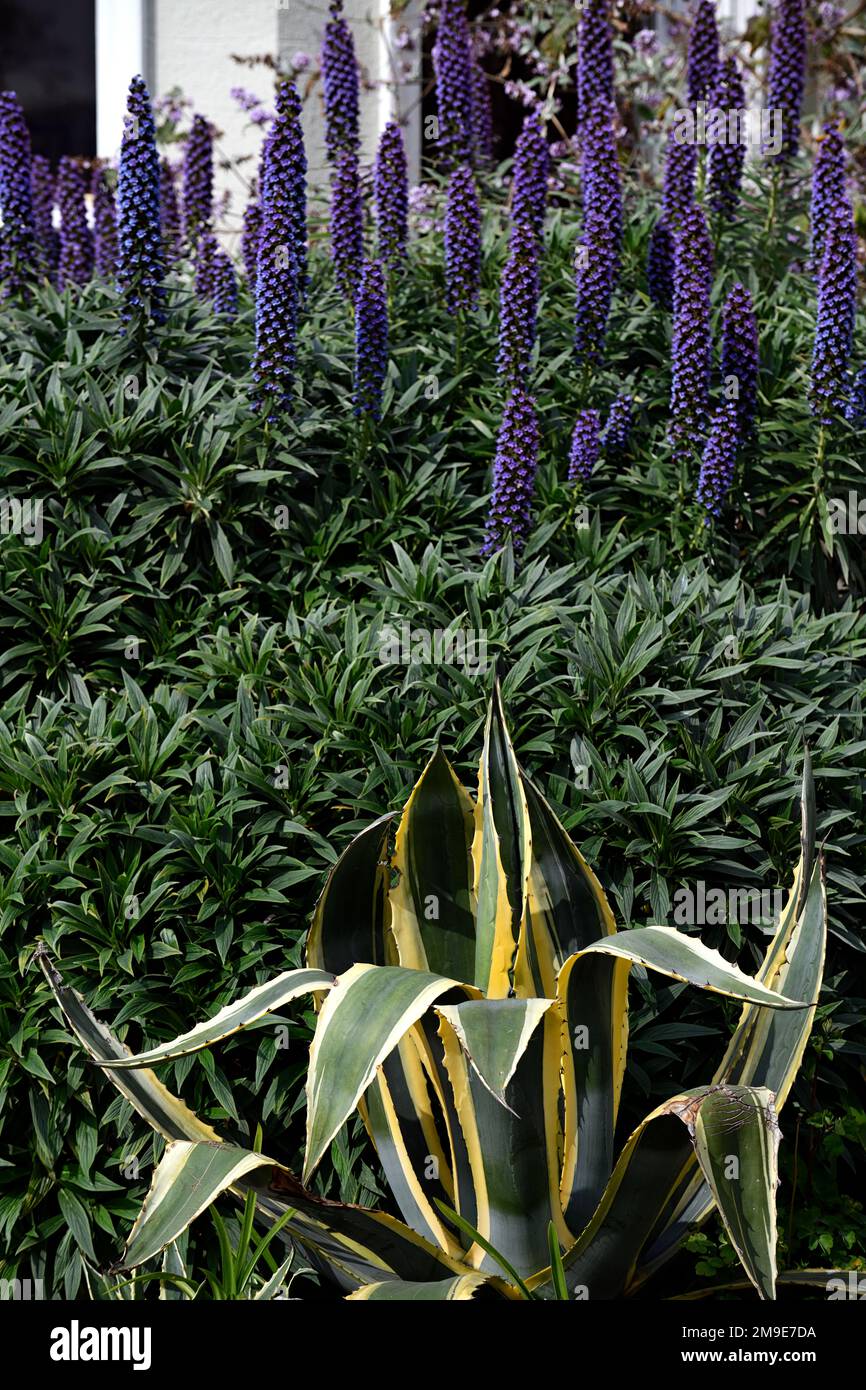 Echium candicans,pride of Madeira,Agave americana,Century  Plant,flower,flowers,flowering,biennial,blue purple flowers,plant  combination,garden,echium Stock Photo - Alamy
