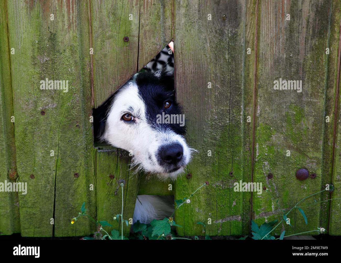 Domestic dog (Canis lupus familiaris) looking through gap in garden fence, Schleswig-Holstein, Germany Stock Photo