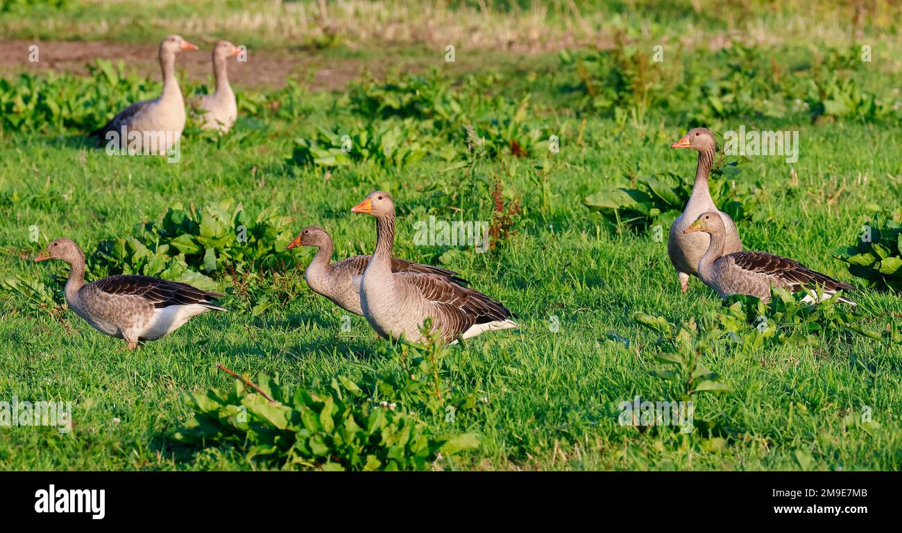 Greylag geese (Anser anser) in a meadow in the evening light, pairs, Wedel, Schleswig-Holstein, Germany Stock Photo