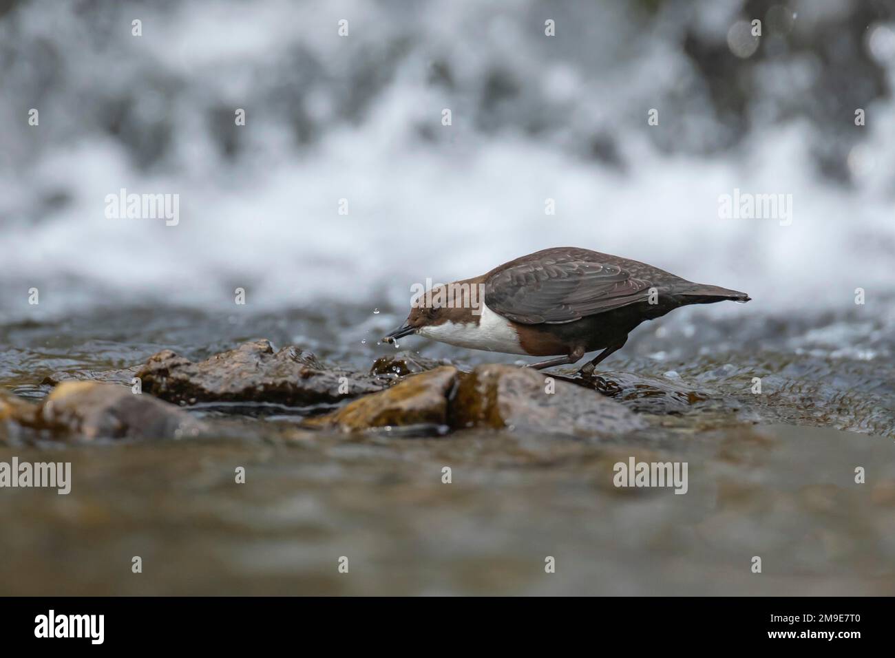 White throated dipper (Cinclus Cinclus) adult bird catching food in a river in front of a waterfall, Derbyshire, England, United Kingdom Stock Photo