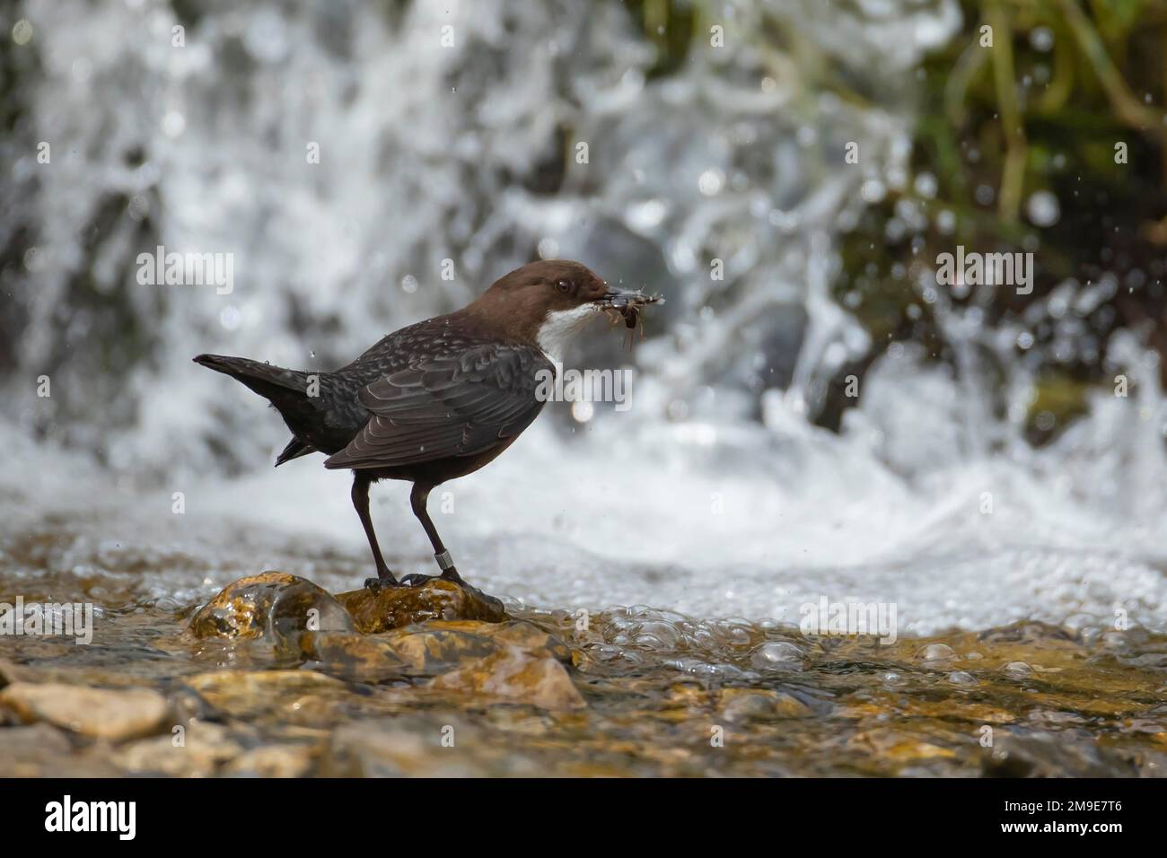 White throated dipper (Cinclus Cinclus) adult bird carrying food in its beak in a river, Derbyshire, England, United Kingdom Stock Photo