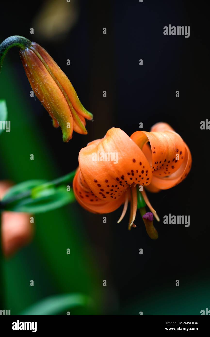 Lilium postmen, Lily Postmen, asiatic lily hybrid,,coral-orange flowers, turkscap syle flowers,orange lily flowers,RM Floral Stock Photo