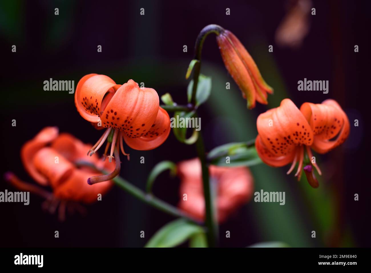 Lilium postmen, Lily Postmen, asiatic lily hybrid,,coral-orange flowers, turkscap syle flowers,orange lily flowers,RM Floral Stock Photo