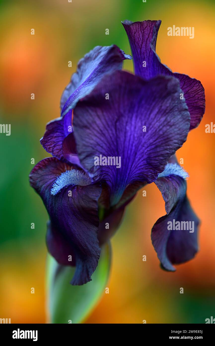 Iris Dushanbe,Regelia hybrid Iris,purple iris,rare,aril iris,irises,RM Floral Stock Photo