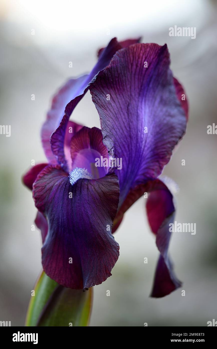 Iris Dushanbe,Regelia hybrid Iris,purple iris,rare,aril iris,irises,RM Floral Stock Photo