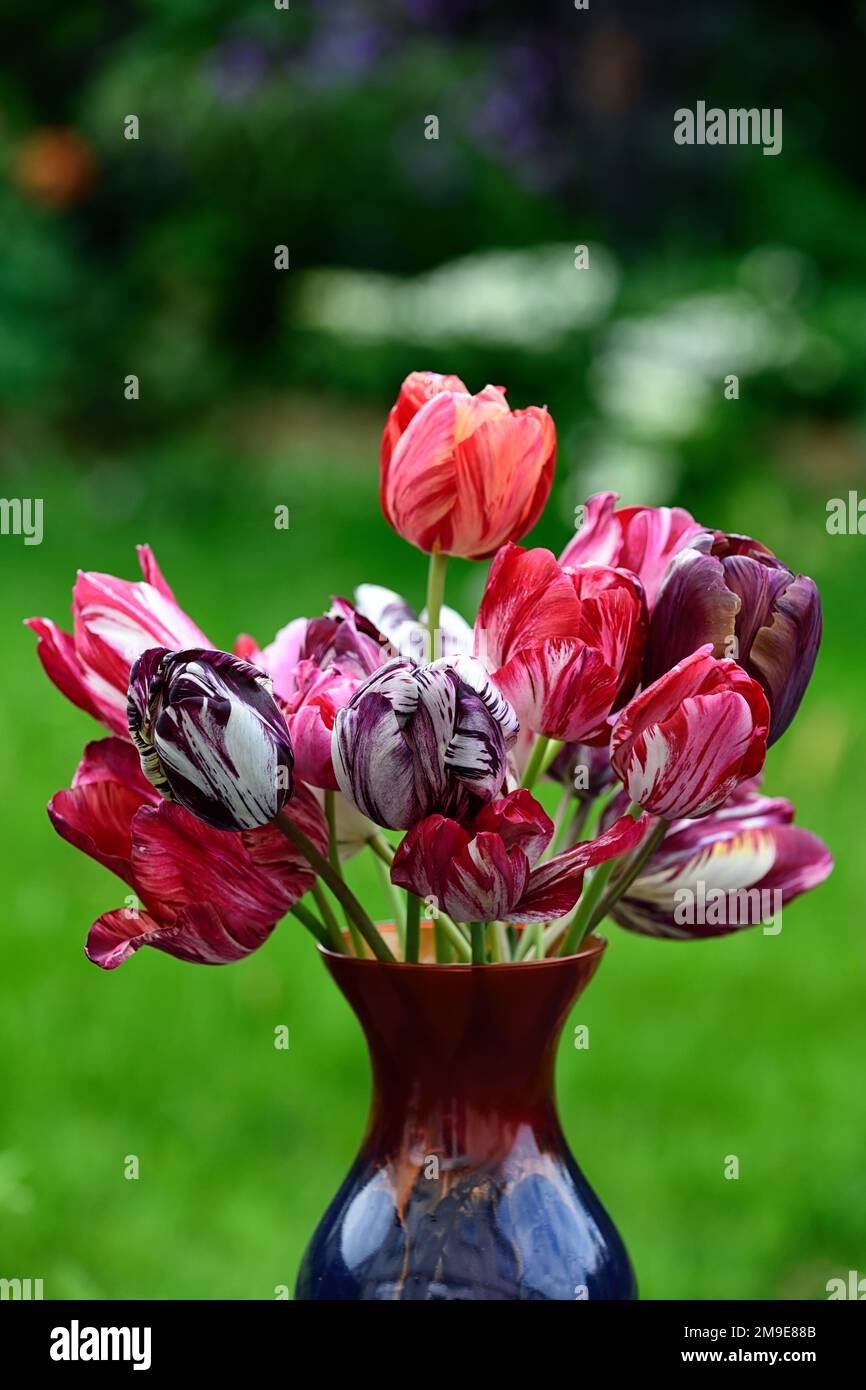 Mixed broken tulips,mixed broken tulips in a vase,rembrandt tulip,English Florist Tulip,broken