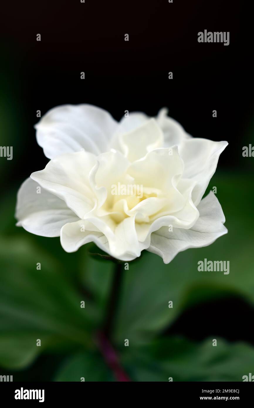 Great white trillium, Trillium grandiflorum Flore Pleno,double white flowers,double form,Trilliums,wakerobin,wakerobins,white flower,double,woodlander Stock Photo