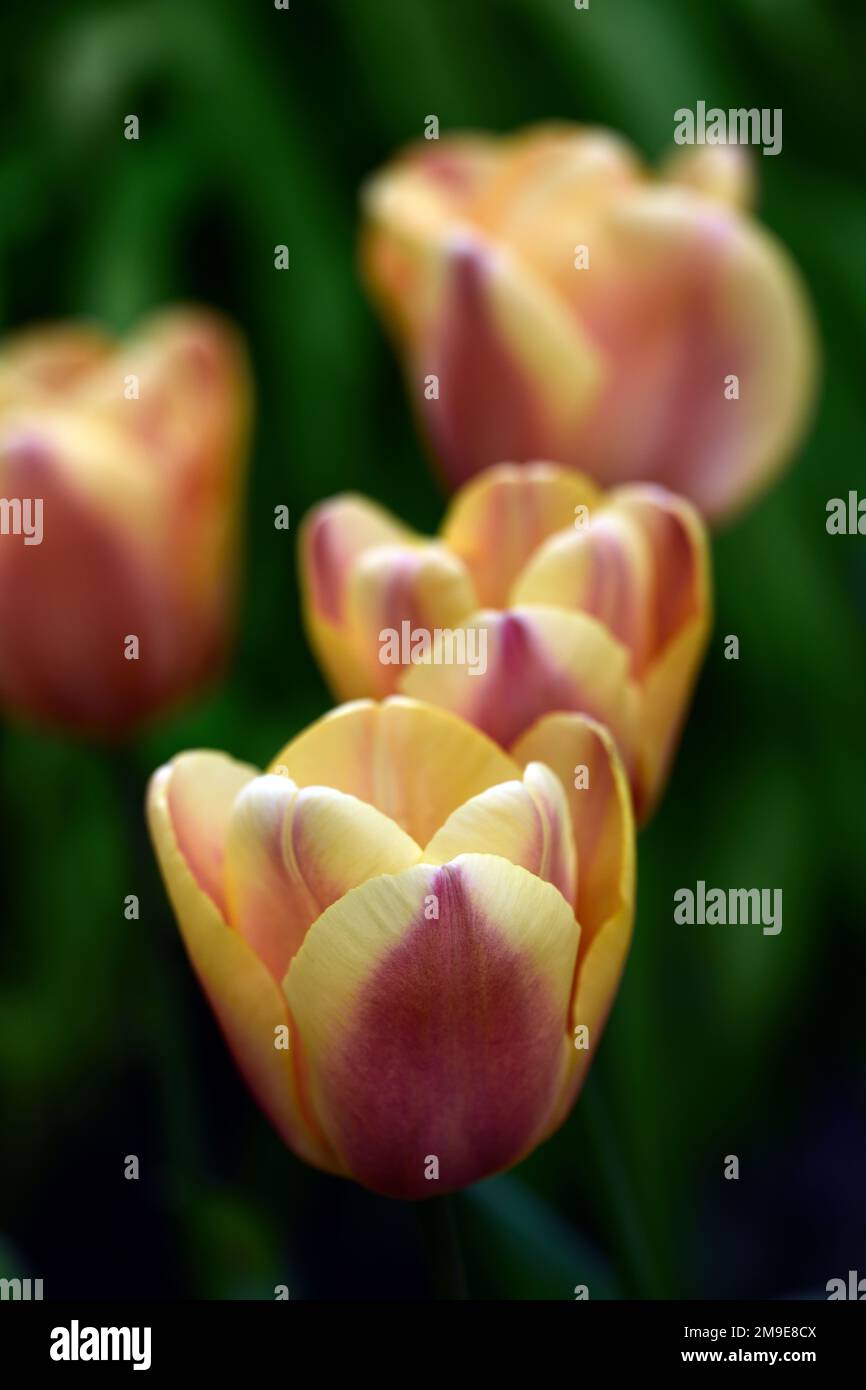 tulip,darwin hybrid tulip,tulips,red and yellow tulip,red and yellow tulip flowers,tulip,flowers,display,RM Floral Stock Photo