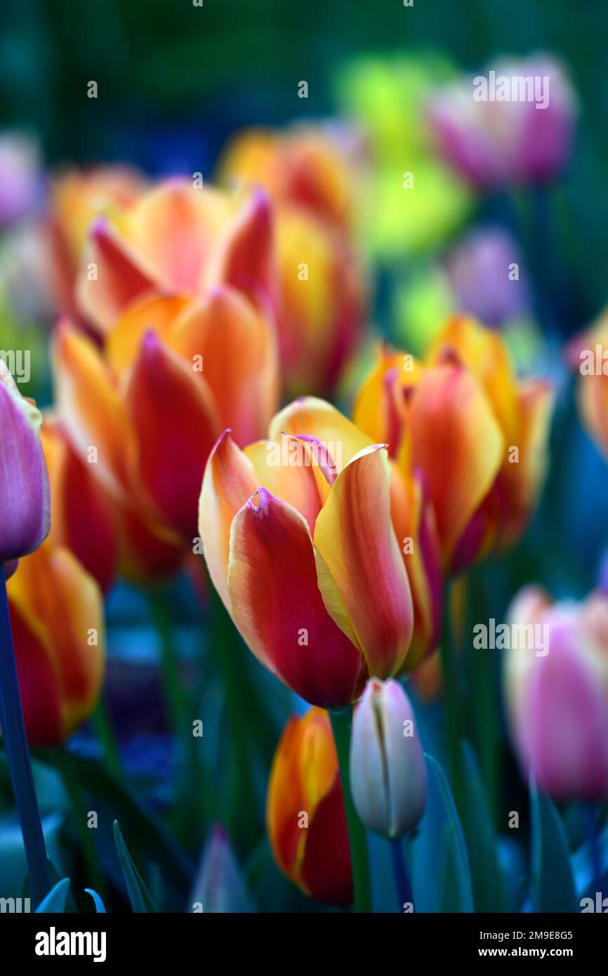 tulipa apeldoorn elite,darwin hybrid tulip,tulips,crimson red and yellow tulip,red and yellow tulip flowers,tulip,flowers,display,RM Floral Stock Photo