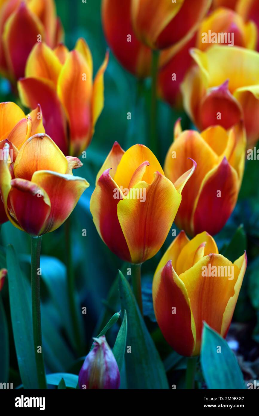 tulipa apeldoorn elite,darwin hybrid tulip,tulips,crimson red and yellow tulip,red and yellow tulip flowers,tulip,flowers,display,RM Floral Stock Photo