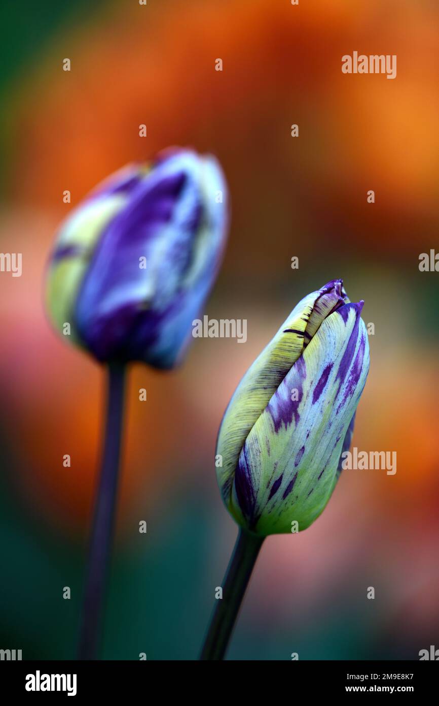 Tulipa Rembrandt 1915,Tulip Rembrandt 1915,rembrandt tulip,English