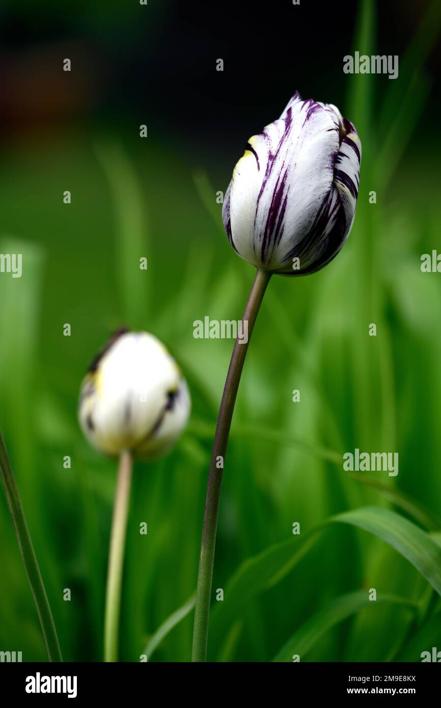 Tulipa Rembrandt 1915,Tulip Rembrandt 1915,rembrandt tulip,English