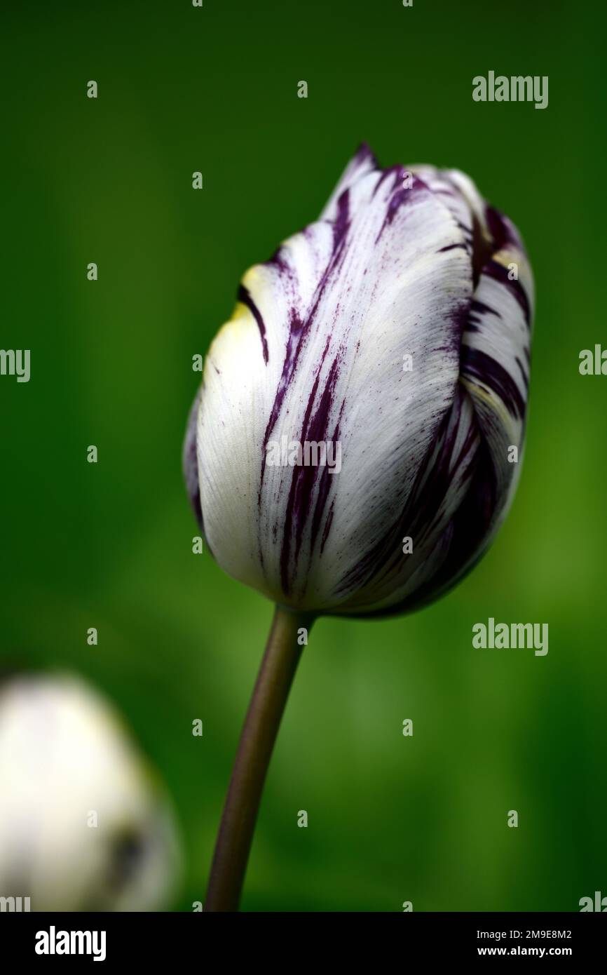 Tulipa Rembrandt 1915,Tulip Rembrandt 1915,rembrandt tulip,English