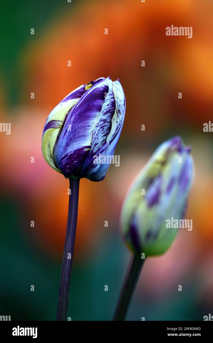 Tulipa Rembrandt 1915,Tulip Rembrandt 1915,rembrandt tulip,English