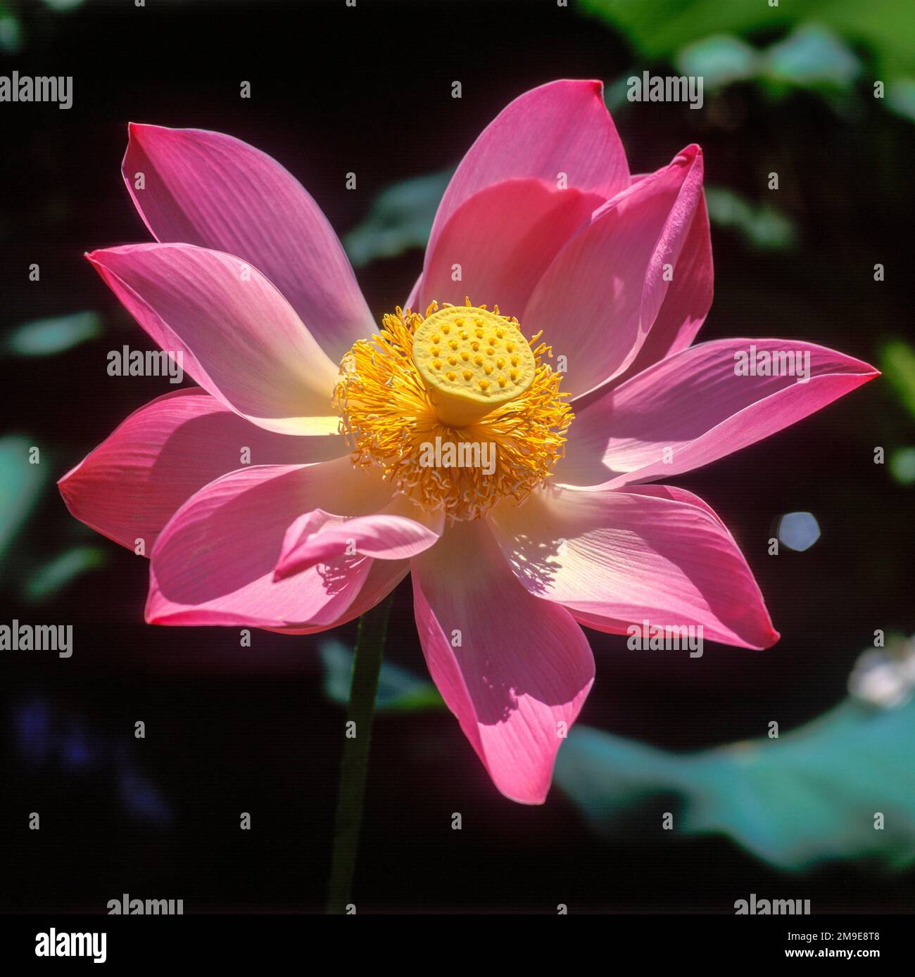 Lotus (Nelumbo nucifera) flower, Bali, Indonesia Stock Photo Alamy