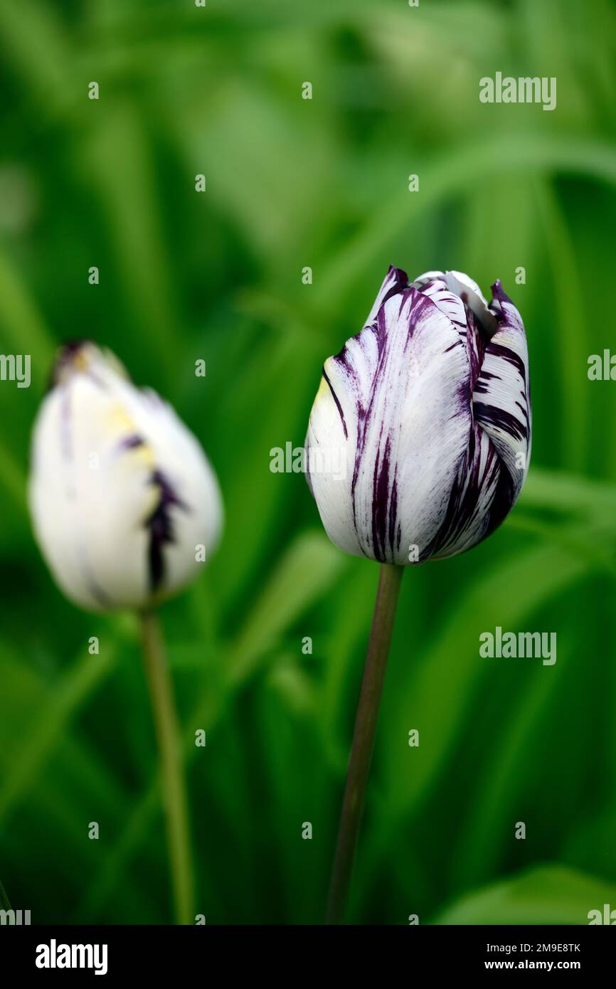 Tulipa Rembrandt 1915,Tulip Rembrandt 1915,rembrandt tulip,English