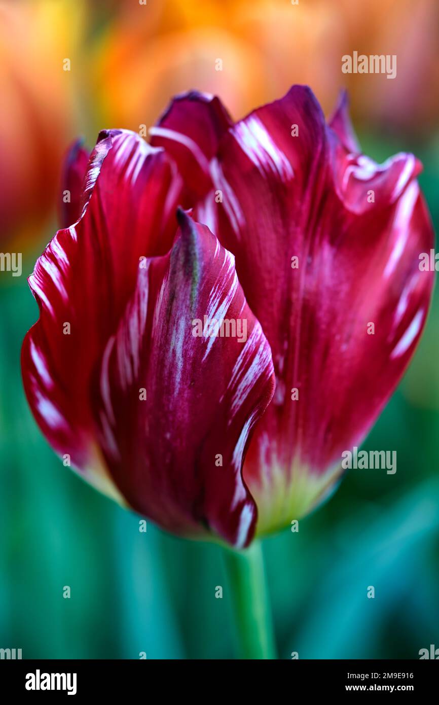 Tulipa silver standard,,historical single early tulip,broken tulip,Tulip Breaking Virus,flamed