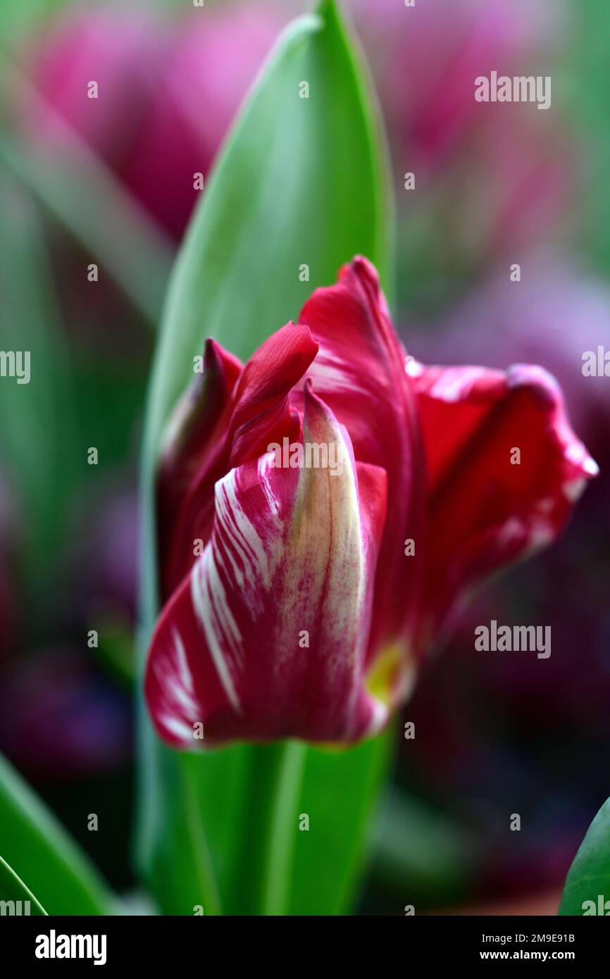 Tulipa silver standard,,historical single early tulip,broken tulip,Tulip Breaking Virus,flamed