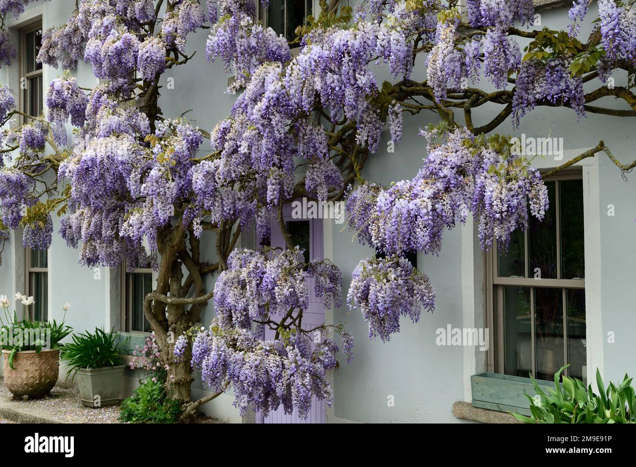 Wisteria sinensis,Chinese wisteria, purple flowers,purple bloom,blooms
