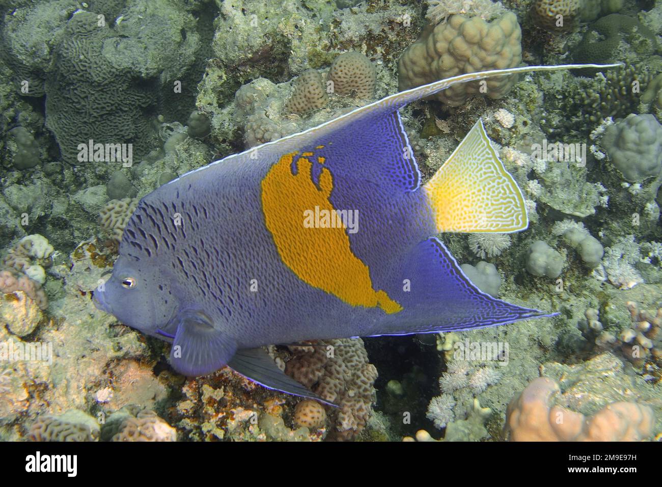 Halfmoon angelfish (Pomacanthus maculosus) . Dive site House Reef, Mangrove Bay, El Quesir, Red Sea, Egypt Stock Photo