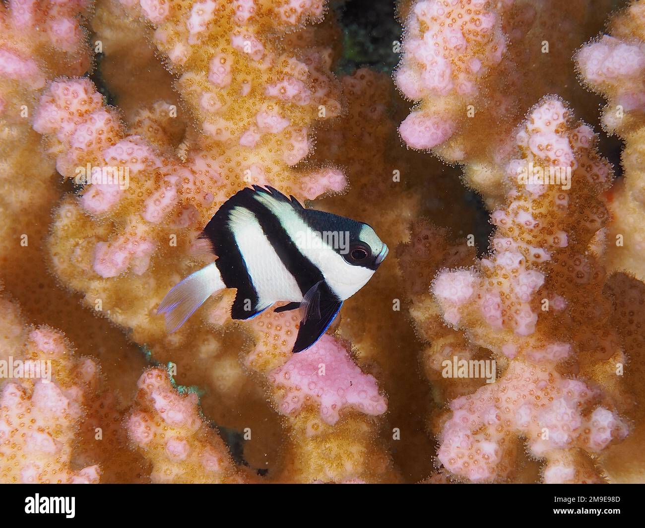 Whitetail dascyllus (Dascyllus aruanus) in a raspberry coral (Pocillopora damicornis) stony coral. Dive site House Reef, Mangrove Bay, El Quesir, Red Stock Photo
