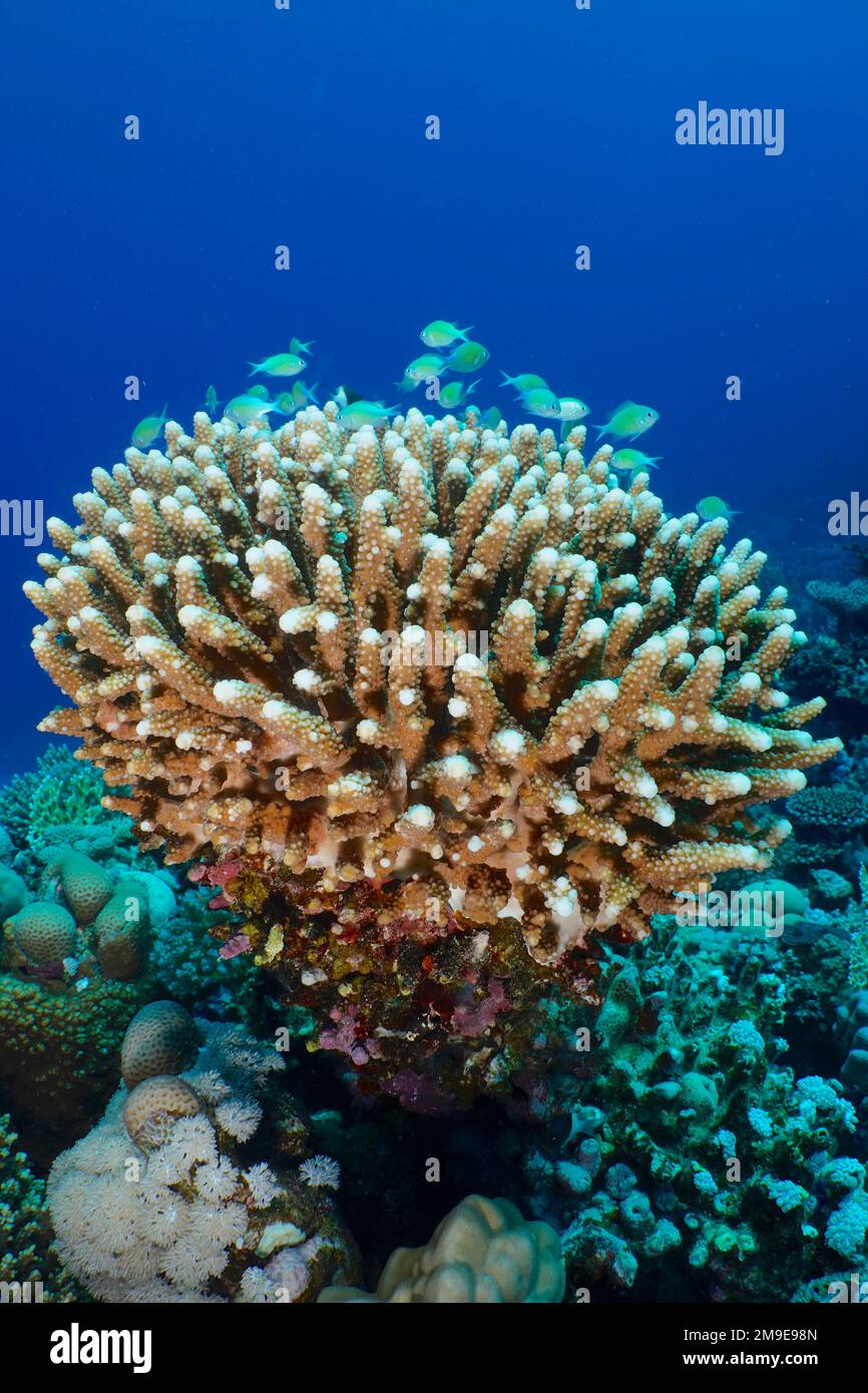 Stony coral, low staghorn coral (Acropora humilis) with swarm of green chromis (Chromis viridis) . Dive site House Reef, Mangrove Bay, El Quesir, Red Stock Photo