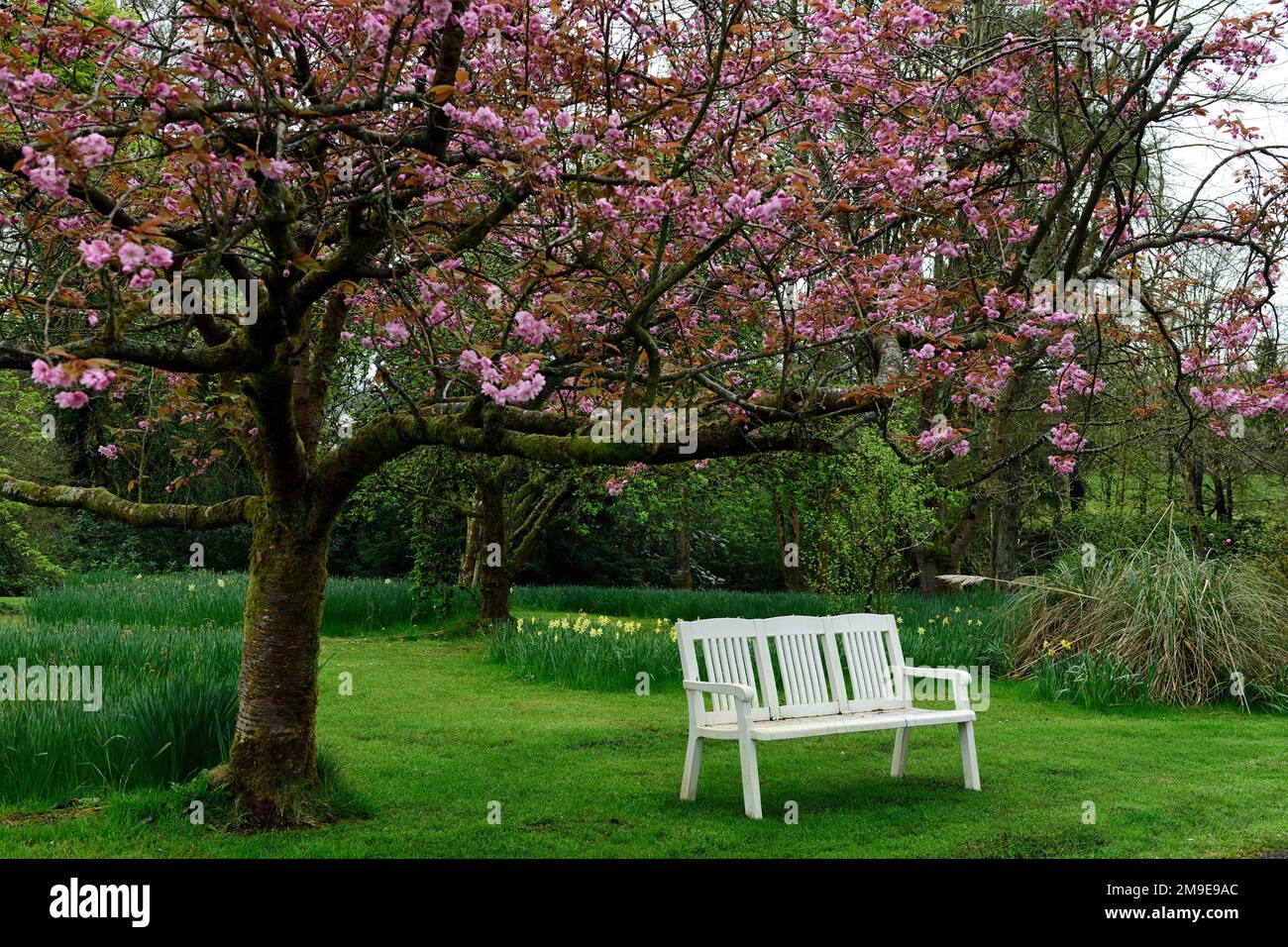 white bench under pink cherry blossom tree,white bench,garden seating