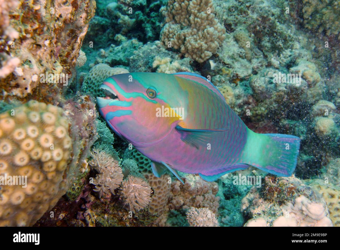 Sortidus Bullethead parrotfish (Chlorurus sordidus) . Dive site House Reef ...