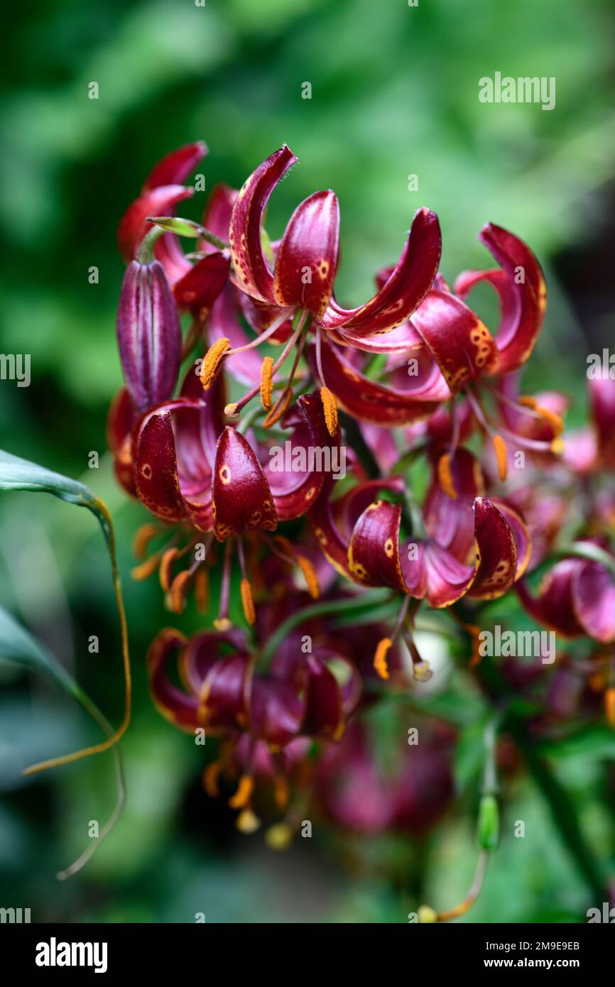 Lilium Martagon Claude Shride,lily,lillies,red maroon flower,red martagon flowers,perennial,summer,shade,shady,turks cap lily, RM Floral Stock Photo