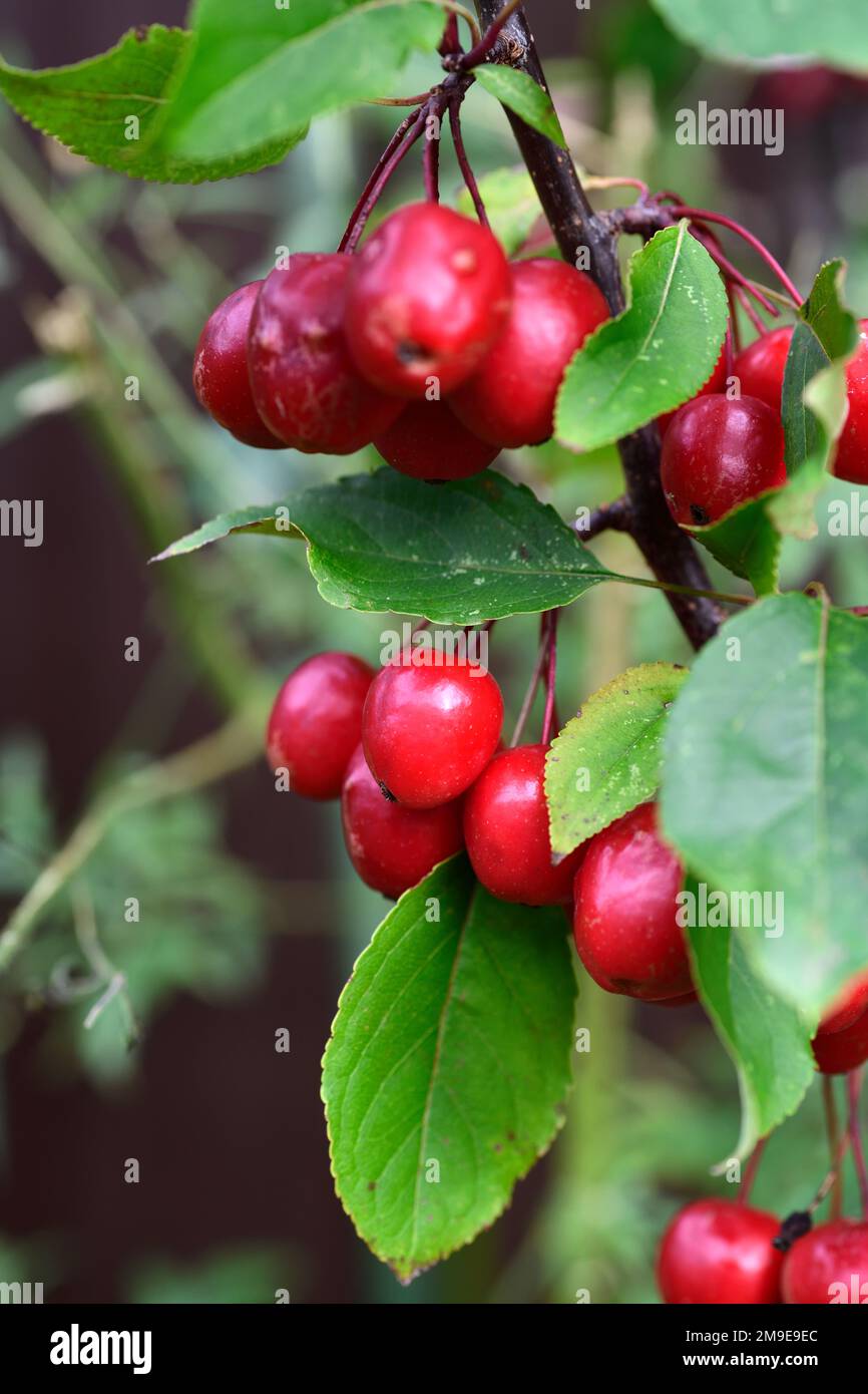 Malus Red Obelisk,Upright Crab Apple Tree,bright red apples,bright red ...