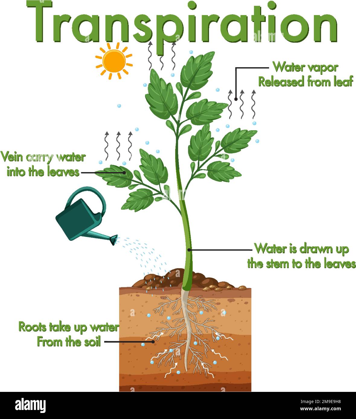 Diagram Showing Transpiration Of Plant Illustration S - vrogue.co