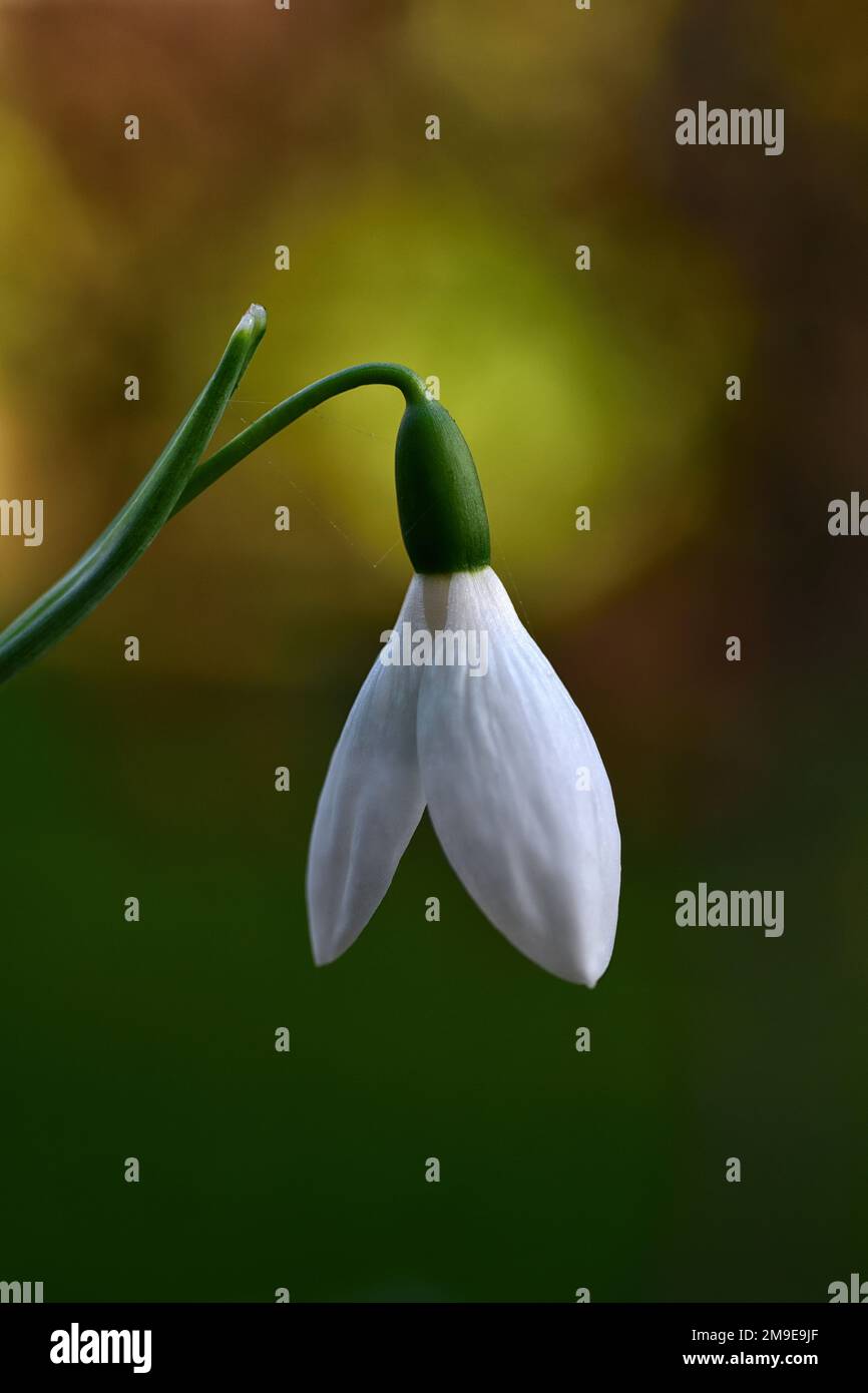 Galanthus elwesii 'Hiemalis' ex Broadleigh Gardens,autumn flowering snowdrop,snowdrop,snowdrops,blooming,flowering,early,variety,cultivar,RM Floral Stock Photo