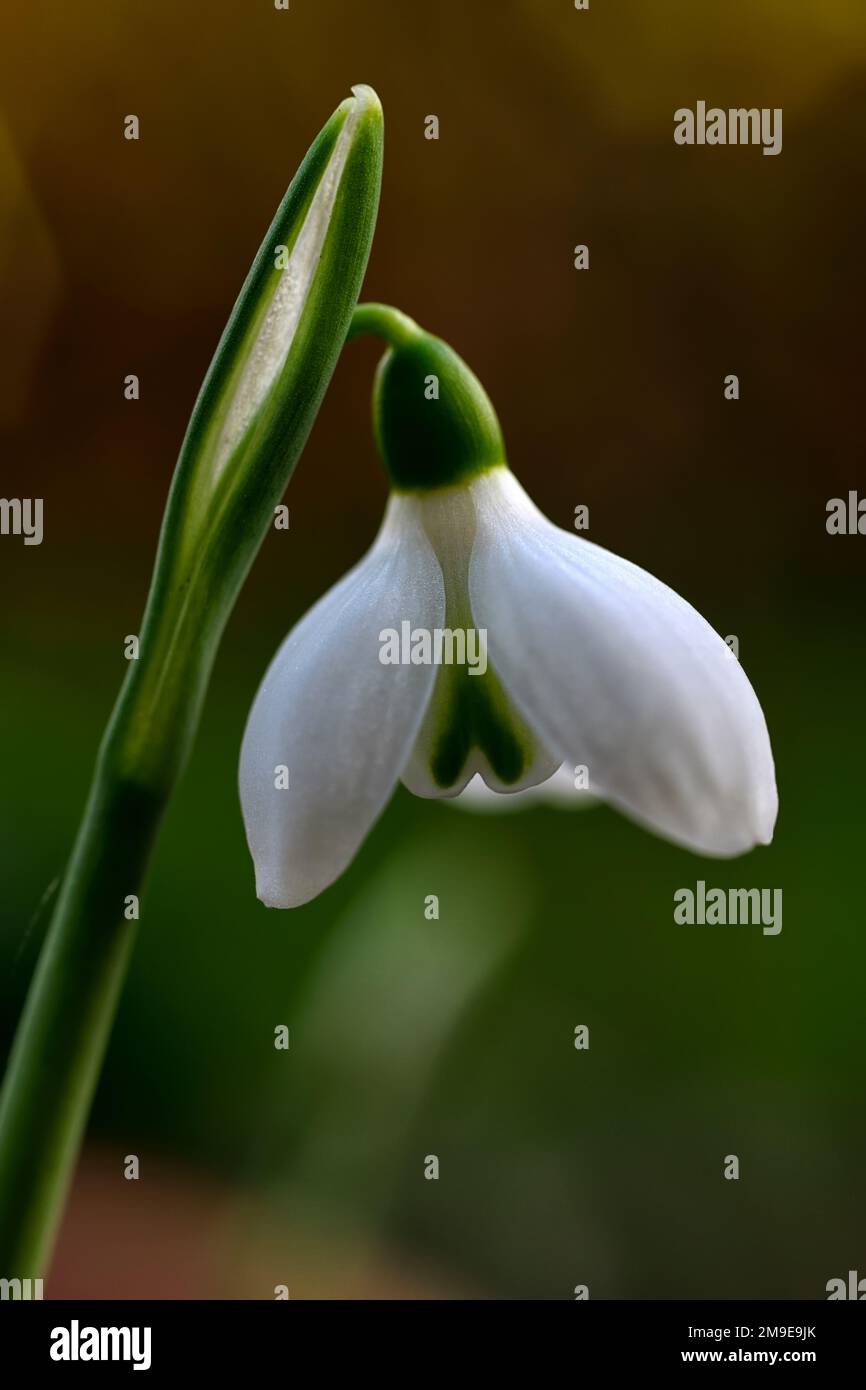Galanthus peshmenii,autumn flowering snowdrop,snowdrop,flower,early,white,flowers,bulbs,snowdrops,spring,flowering,collectors,rare,galantophile,early Stock Photo