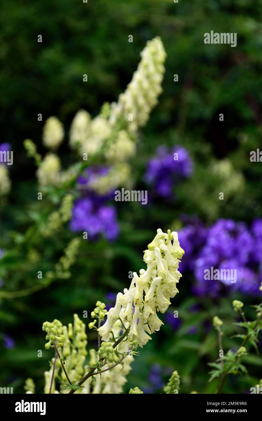 Aconitum lycoctonum syn septentrionale Ivorine,white flowers,flower,northern wolfsbane,monks hood,monkshood,poisonous,RM Floral Stock Photo