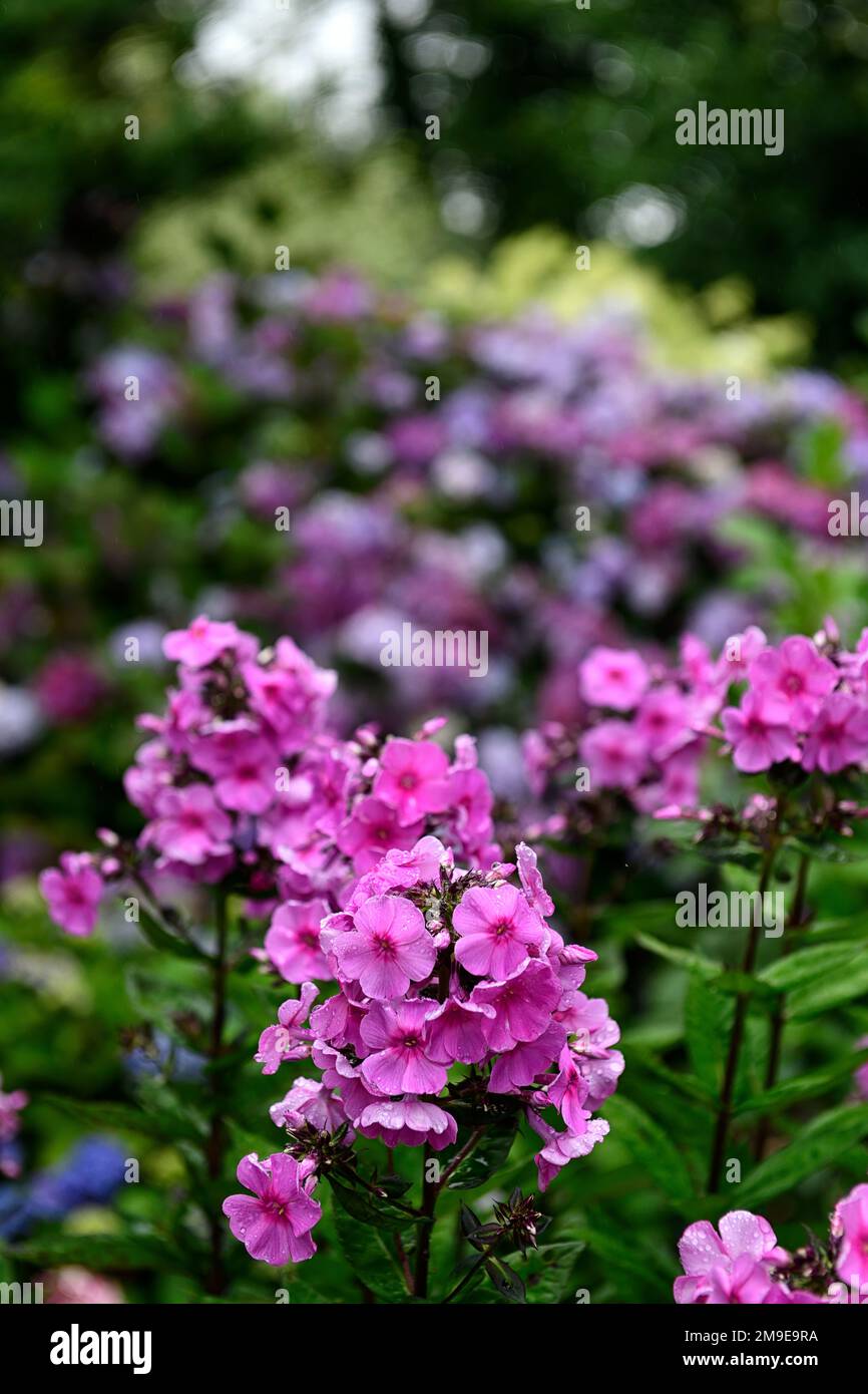 phlox paniculata bright eyes,pink flower,flowers,flowering,phloxes,RM Floral Stock Photo