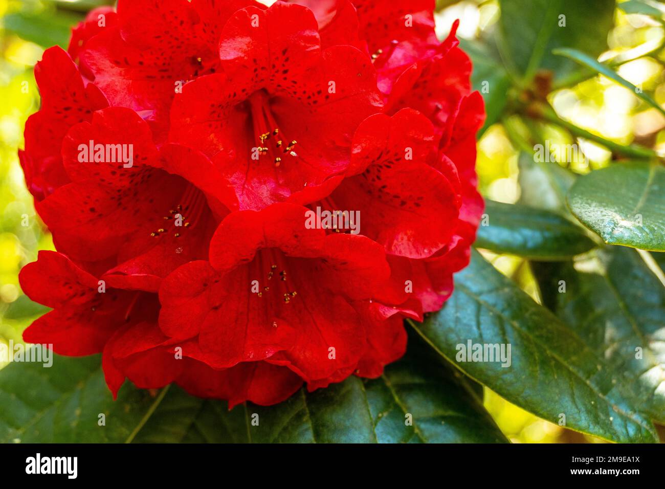 Rhododendron, Rubicon del Kilimanjaro, red flowers in Iturraran Natural Park, Basque Country Stock Photo