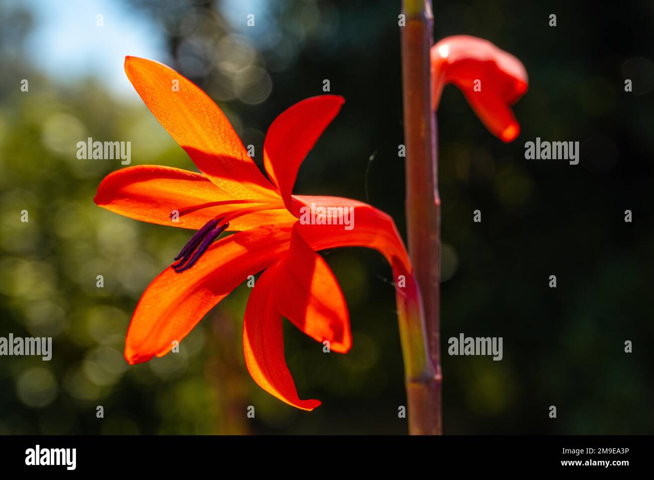 Watsonia sp from Australia, orange flowers in Iturraran Natural Park, Basque Country Stock Photo