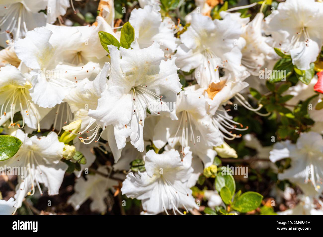 Roman bellevalia del mediterraneo, white flowers in the natural park of Iturraran, Basque Country Stock Photo