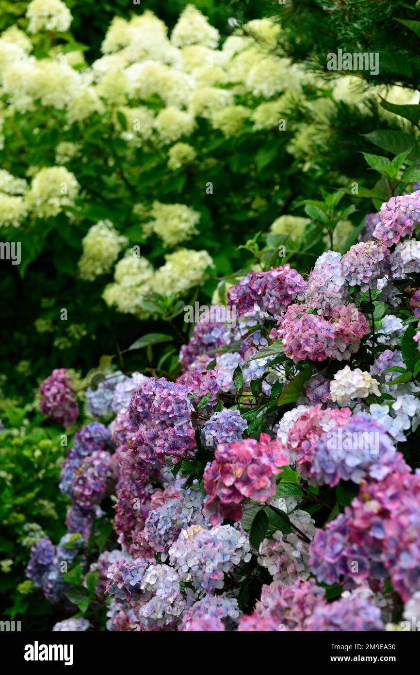 Hydrangea macrophylla,mophead hydrangea,blue,purple,flower,flowers