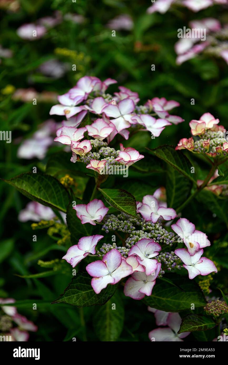 Hydrangea serrata Kiyosumi, white pink edged flower,white pink edged