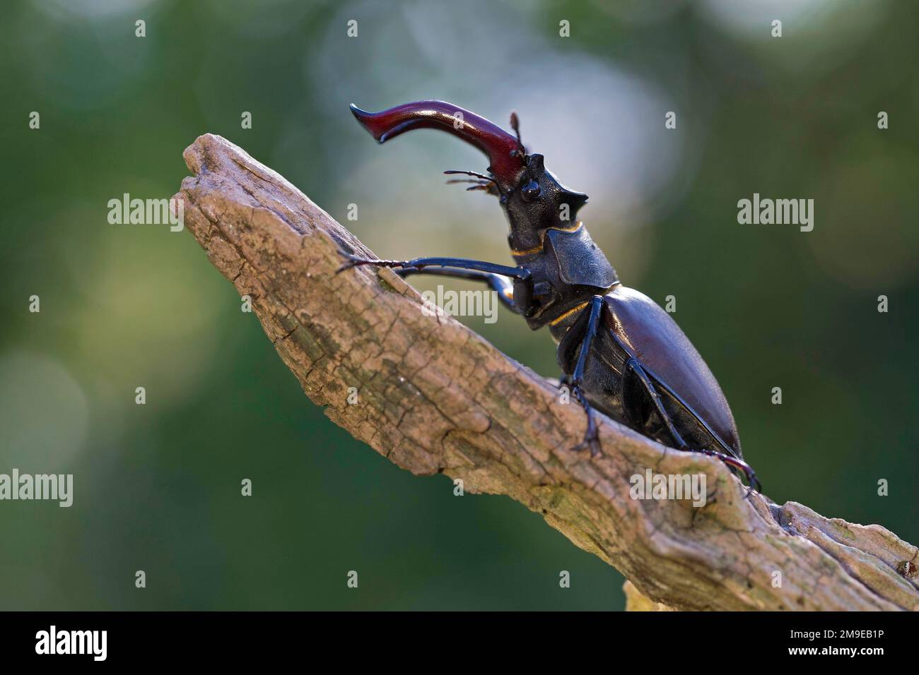 Stag beetle (Lucanus cervus), male with antler-like enlarged mandibles, largest and most conspicuous beetle in Europe, Thuringia, Germany Stock Photo