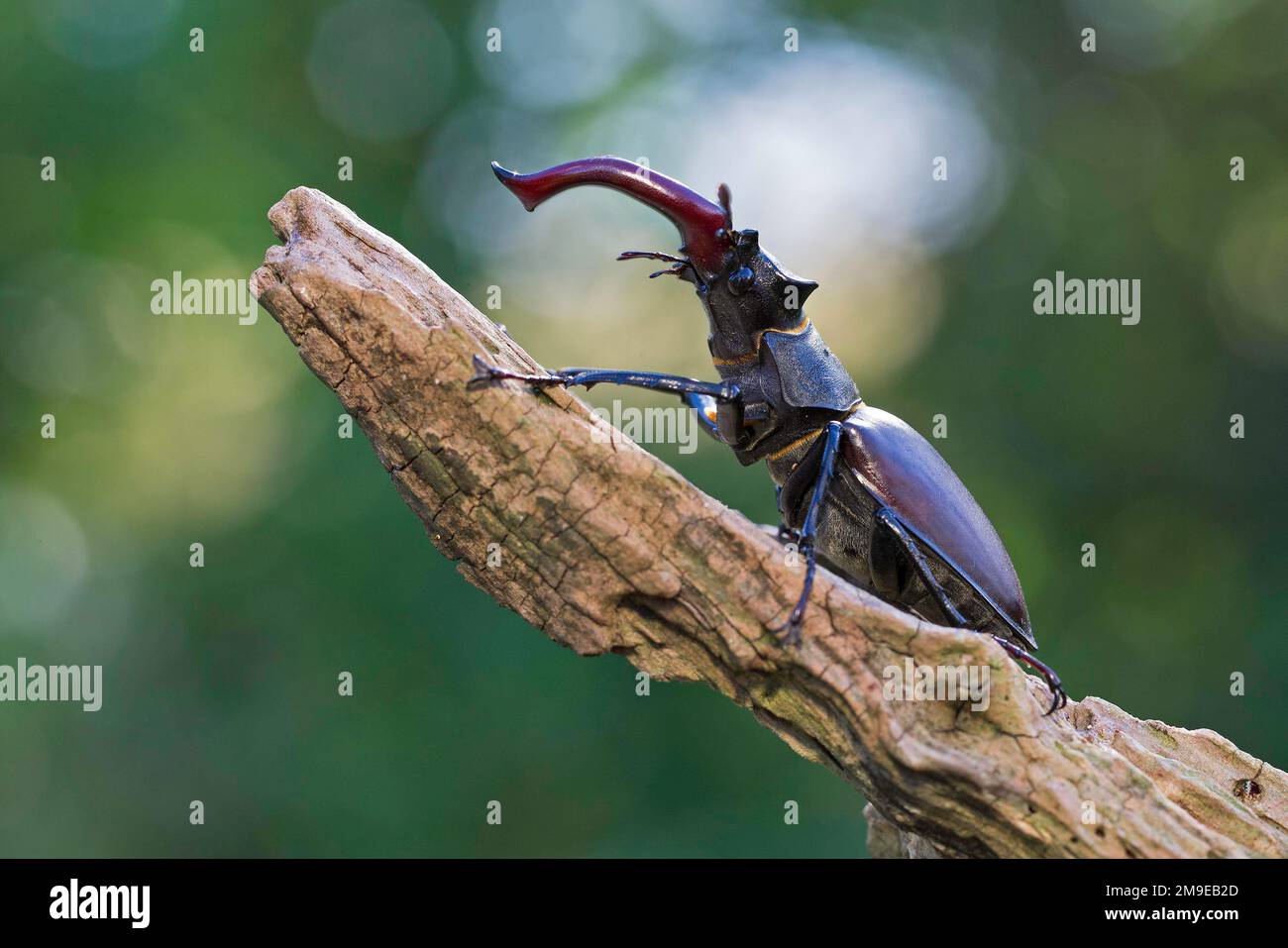 Stag beetle (Lucanus cervus), male with antler-like enlarged mandibles, largest and most conspicuous beetle in Europe, Thuringia, Germany Stock Photo