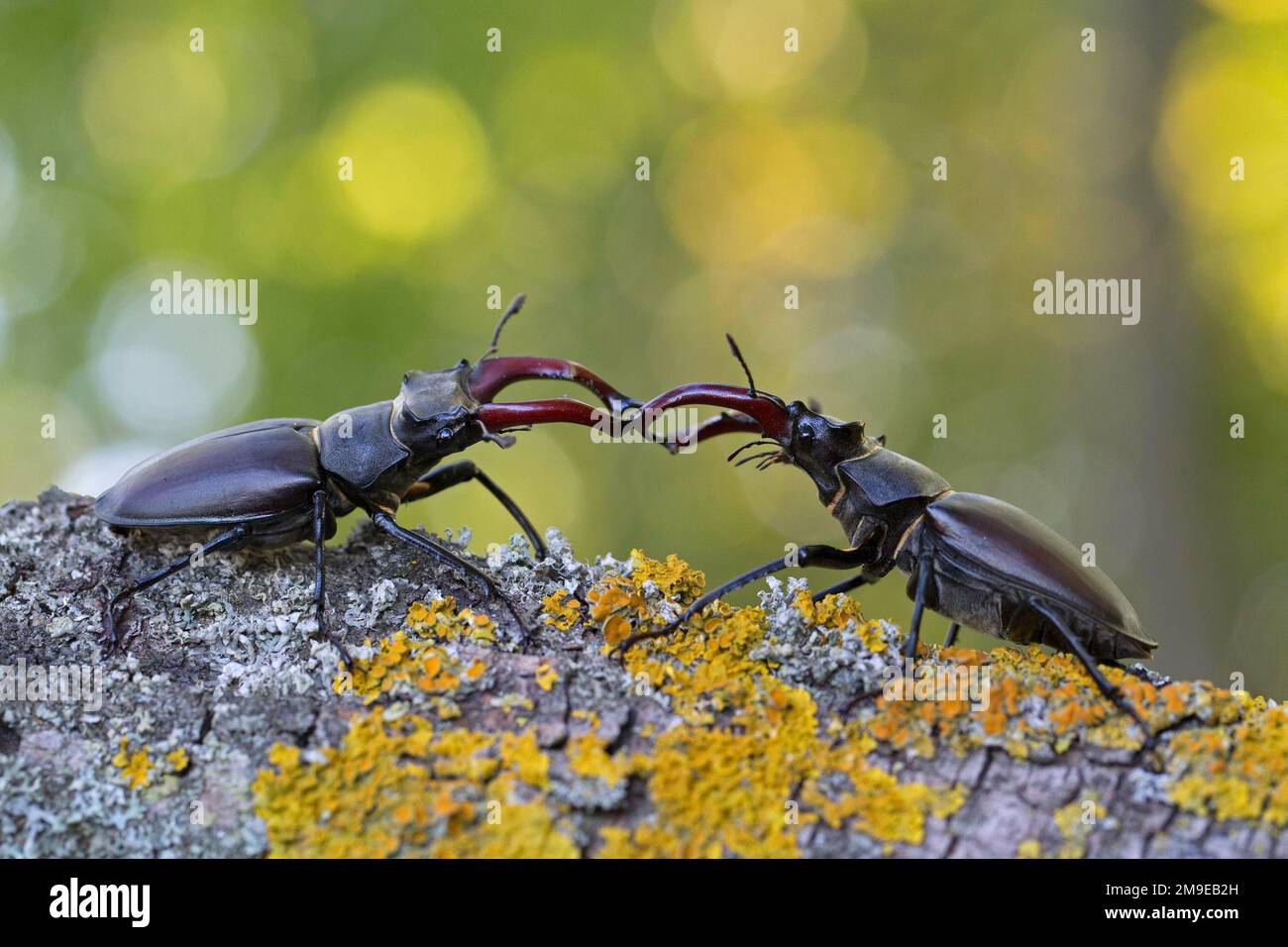 Stag beetle (Lucanus cervus), two males with antler-like enlarged mandibles in a comment fight, largest and most conspicuous beetle in Europe Stock Photo