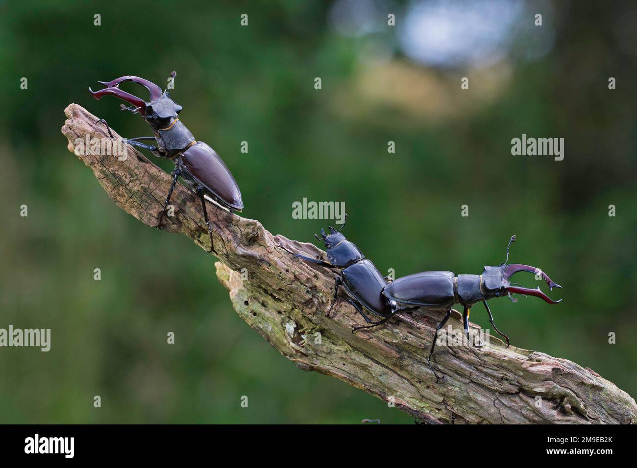 Stag beetle (Lucanus cervus), two males with antler-like enlarged mandibles and one female, largest and most conspicuous beetle in Europe, Thuringia Stock Photo